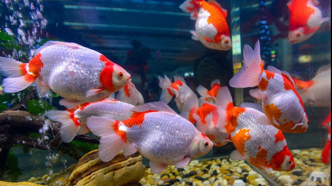 辦公室養(yǎng)魚(yú)的風(fēng)水知識(shí)你知道嗎？