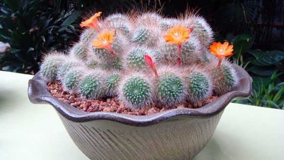 辦公室裝修風(fēng)水植物有哪些可以選？